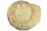 Huge, Jurassic Ammonite (Parkinsonia) Fossil - England #211761-2